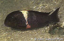 especies de tropheus Blackmagara