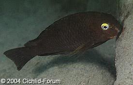 especies de tropheus BrichardiCapeTembwe