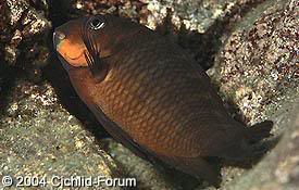 especies de tropheus BrichardiMpimbwe