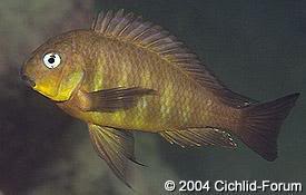 especies de tropheus BrichardiMtosi