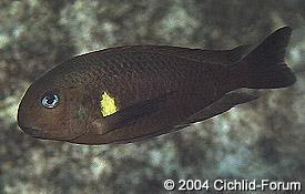 especies de tropheus BrichardiMvuna