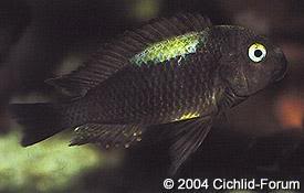 especies de tropheus BrichardiNyanza-Lac