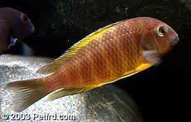 especies de tropheus BrichardiUjiji