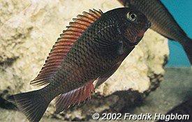 especies de tropheus Chimba