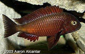 especies de tropheus Chiwina