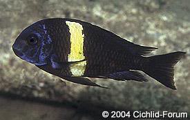 especies de tropheus DuboisiHalembe