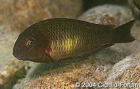 especies de tropheus Gombe