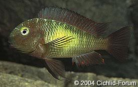 especies de tropheus Katoto