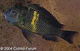 especies de tropheus Kifunbe