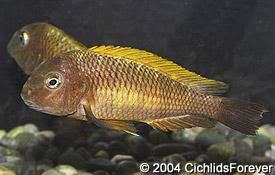 especies de tropheus Linangu