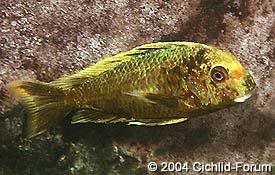 especies de tropheus MooriiIsanga-OB