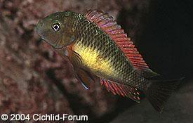 especies de tropheus MooriiKantalamba