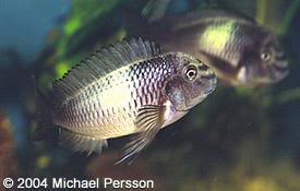 especies de tropheus MooriiKapampa