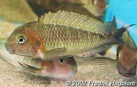 especies de tropheus MooriiLusingu