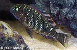 especies de tropheus MooriiMuzi