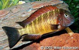 especies de tropheus MooriiNkambaBay