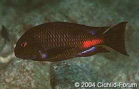 especies de tropheus Redkatete