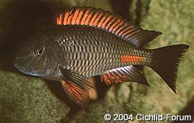 especies de tropheus Redkipimbi