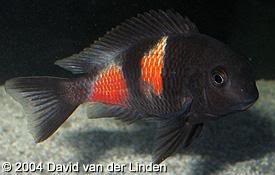 especies de tropheus Spblacksiyeswe