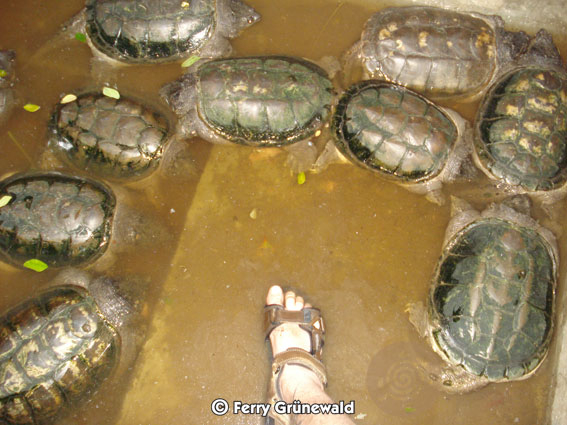 Building a pond for South-American Snapping Turtles  2