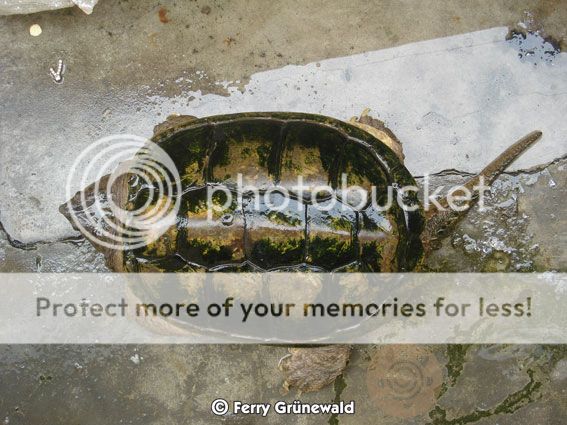 Building a pond for South-American Snapping Turtles  3