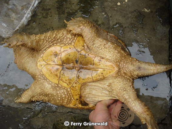 Building a pond for South-American Snapping Turtles  4