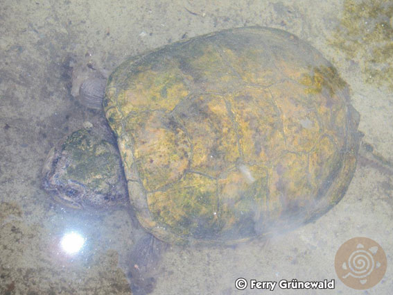 Building a pond for South-American Snapping Turtles  Isis10-2012b