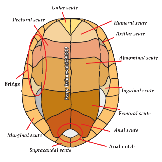 morphologie, anatomie, squelette des tortues B