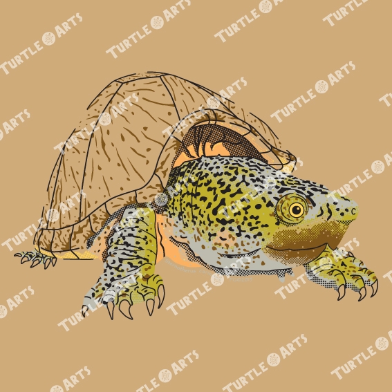 Turtle-Arts - Page 2 Model%2015b_zps3b6pksui