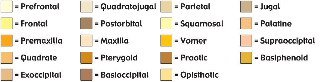 Ancient Pelomedusoides Colours