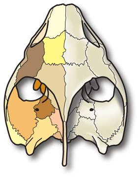 Ancient Pelomedusoides Pelusios-nigerdorsal