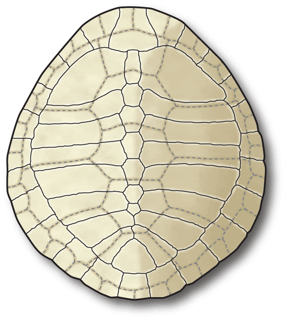 Ancient Pelomedusoides Shell-Taphrosphys-sulcatus