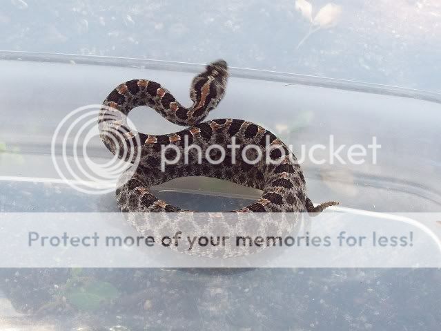 Pygmy Rattlesnake Jovideo013