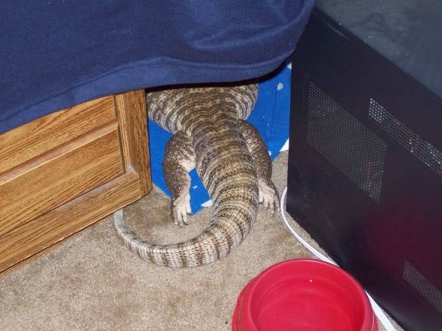 Mr. Sleepy Butt Babyboas002-1