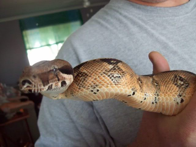 A few pictures of our boas Boapix020