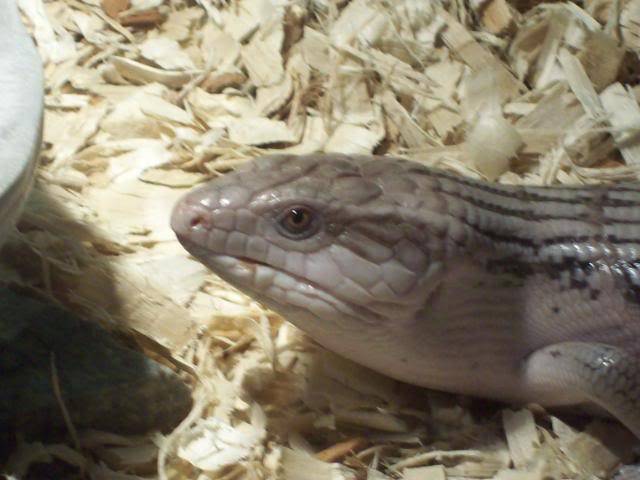 New blue tongue skink BTSpix024