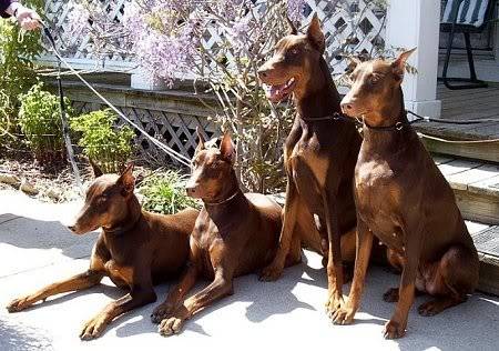 Chó Doberman Pinscher Dobredgang