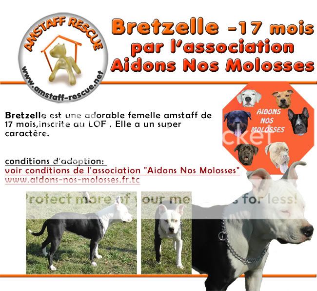 Bretzelle amstaff 17 mois FicheBretzellecopie