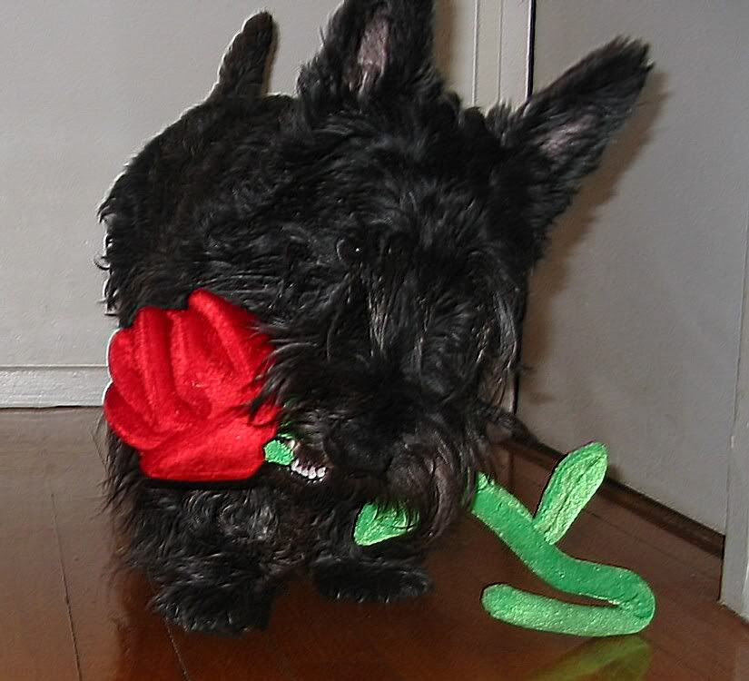 *VOTES* Concours photo : Un amour de chien ! Walstvalentin