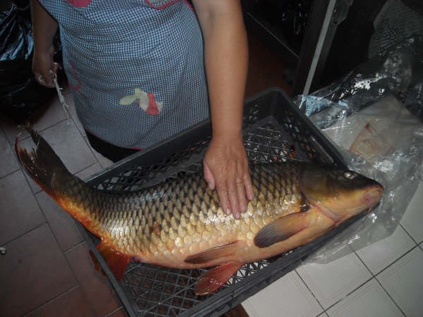 Carpa com 11.5 kg pescada em Montargil DSCN1197