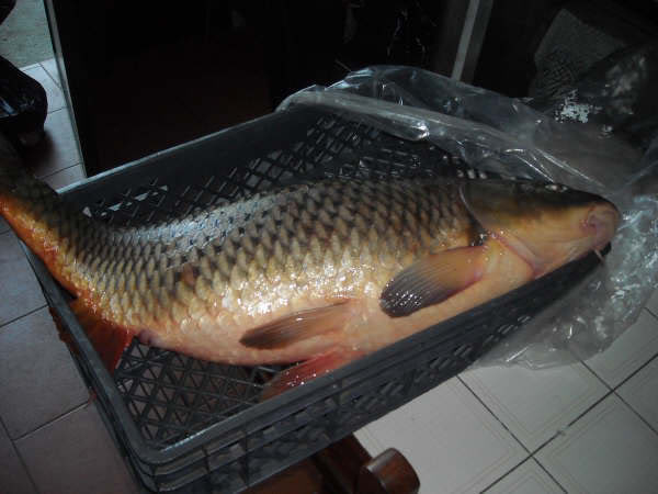 Carpa com 11.5 kg pescada em Montargil DSCN1198