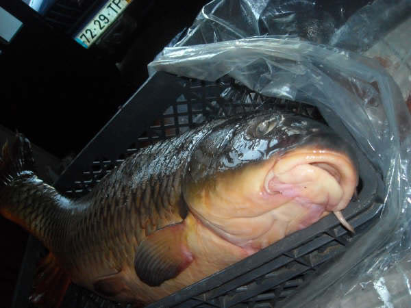 Carpa com 11.5 kg pescada em Montargil DSCN1200