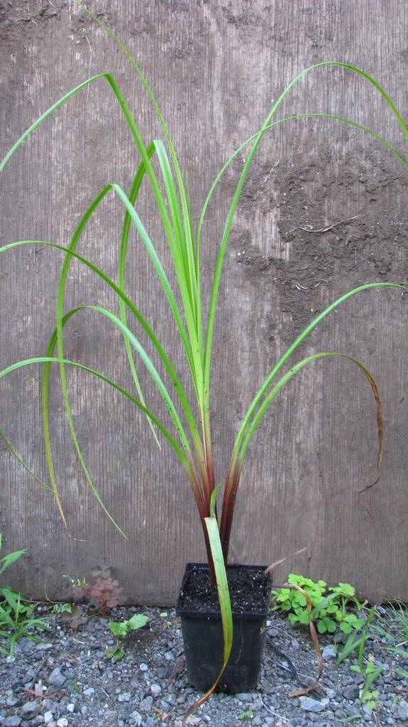 Carex? 001-74