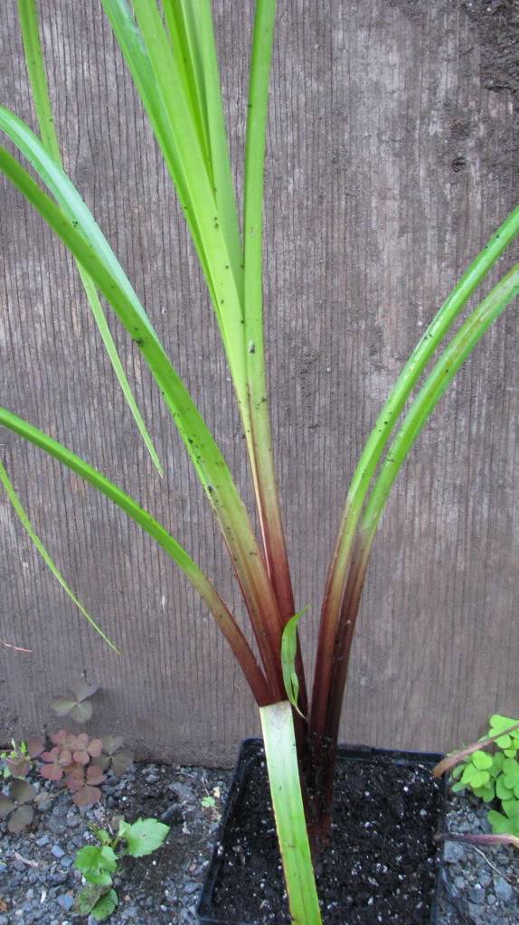 Carex? 002-65