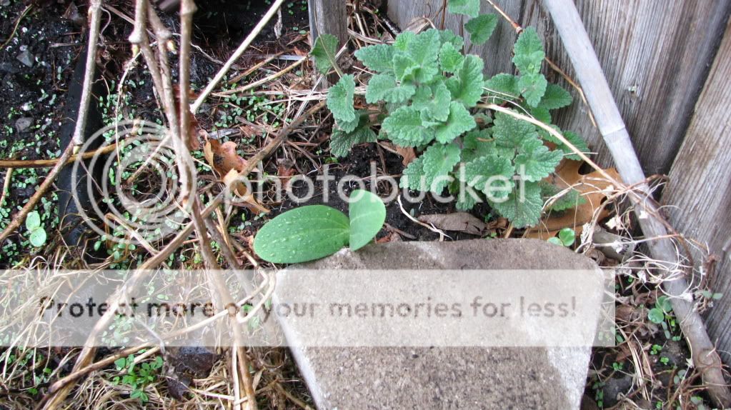 La vie d`une pépinière en photos """"Ô Jardin d'Ô 2011""""  - Page 3 007-38