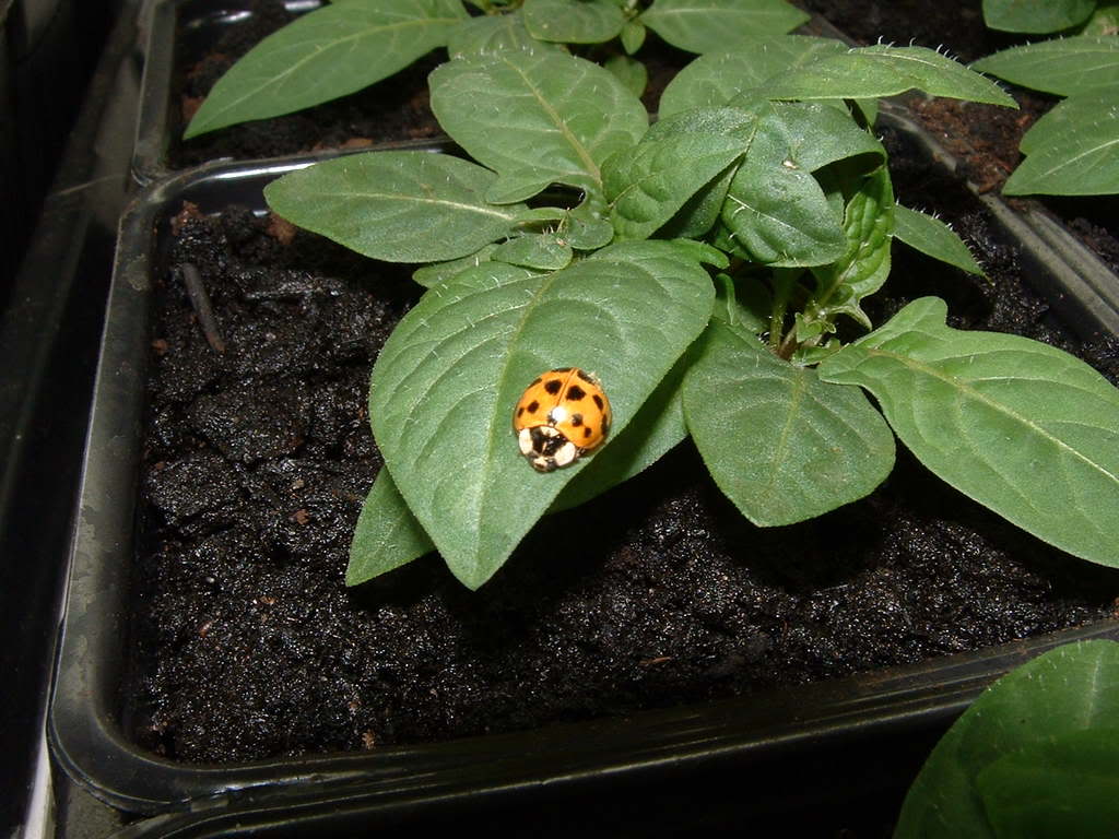 Semis de pommes de kangourou.( Solanum laciniatum) - Page 2 Coccinelle