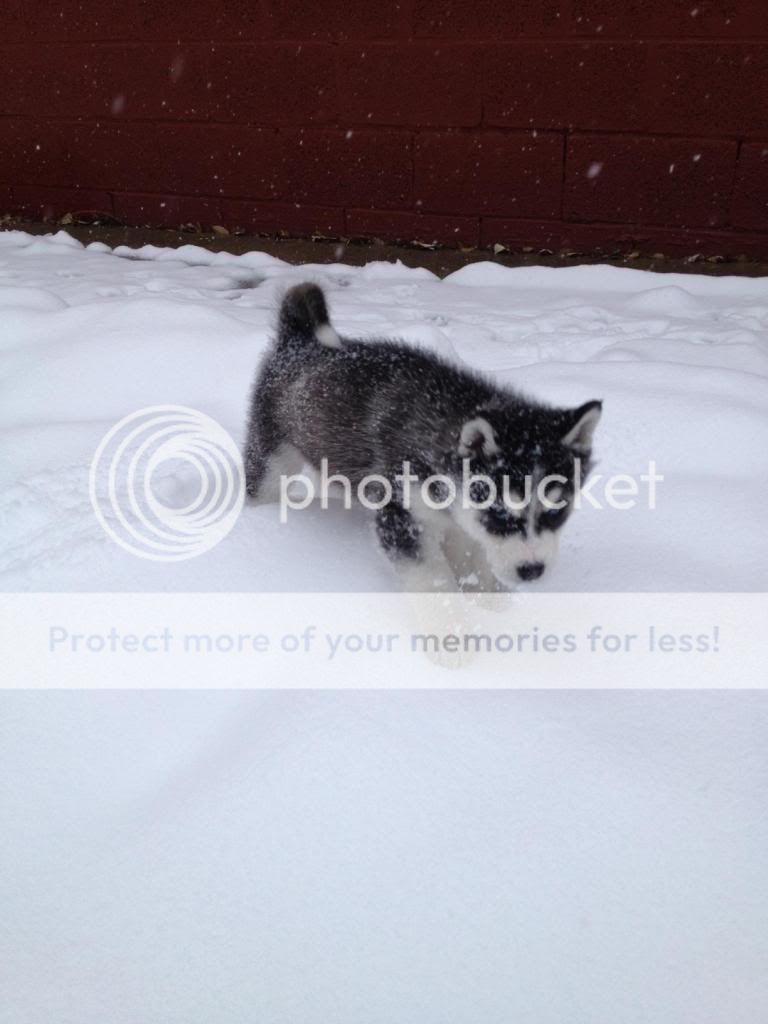 New Husky owner from Utah Photo43_zps5cf416bd