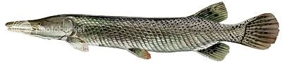 Rough Fish Identification Alligator-Gar