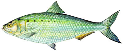 Rough Fish Identification American-Shad
