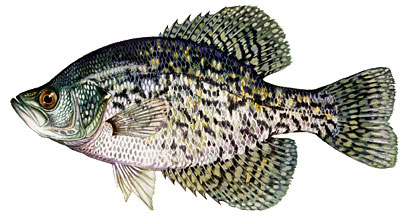 Panfish Identification Black-Crappie